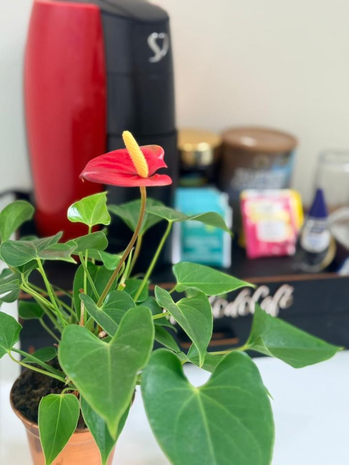 Antúrio ao lado da cafeteira vermelha